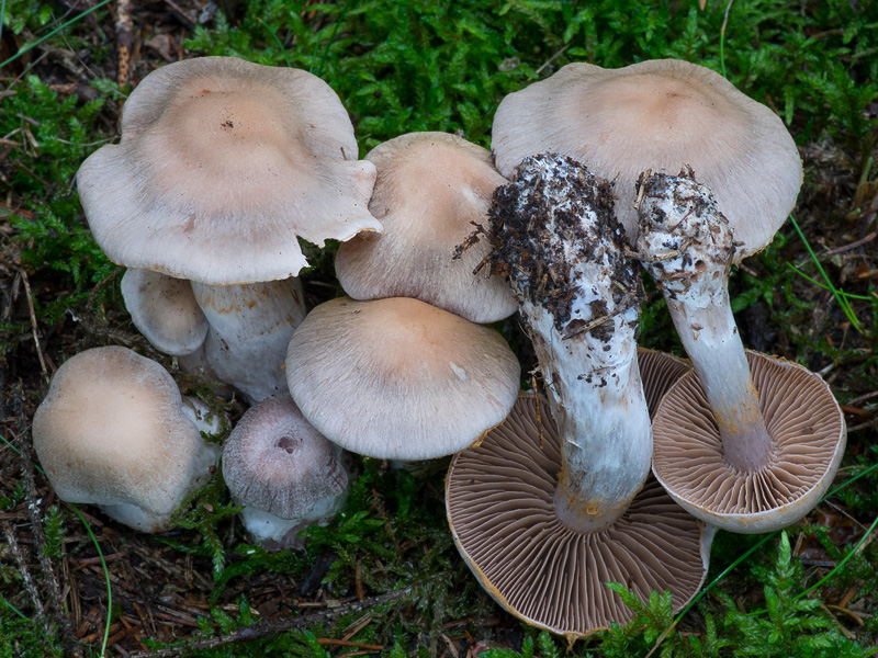 Cortinarius malachius